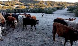 O amanhecer congelante da Campanha