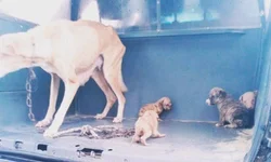 Morador de rua coloca fogo em contêiner para se aquecer