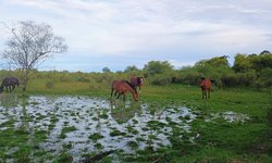 Pampa registra queda de 20% no desmatamento