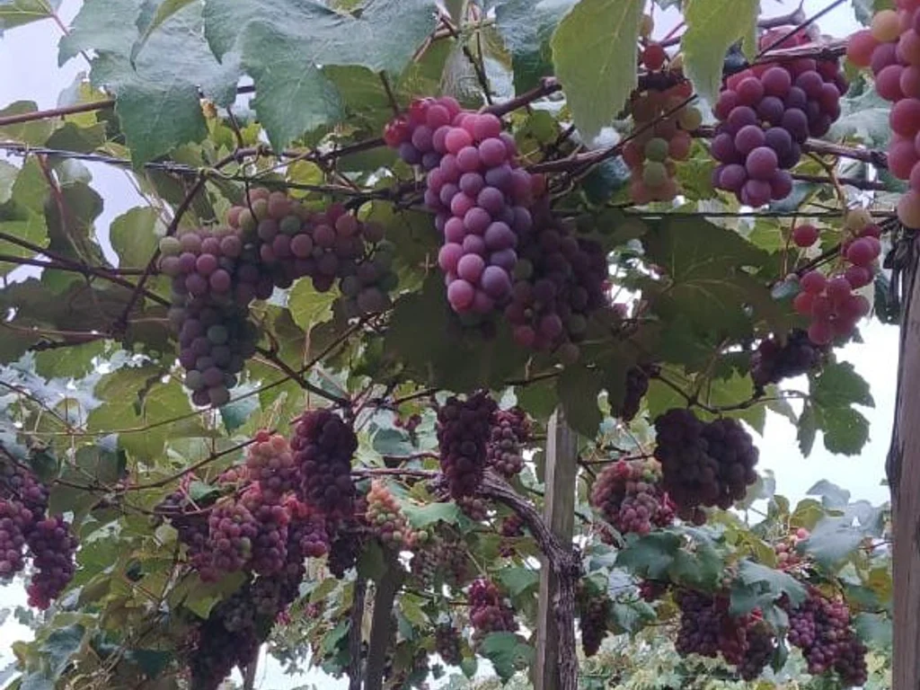 Bagé realiza Feira de Uvas e Sucos Orgânicos