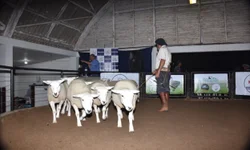 Agrovino projeta negócios aquecidos em Bagé