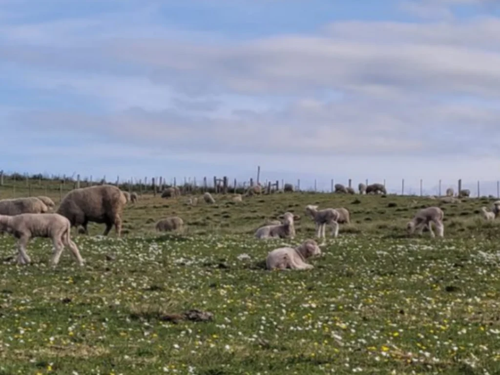 Distrito de Palmas reivindica escola e frigorífico