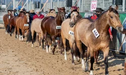 Crioulaço abre o calendário de finais da raça Crioula