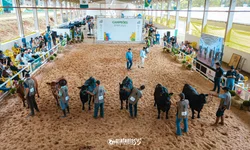 Ovinocultura gaúcha registra R$ 5 milhões em negócios