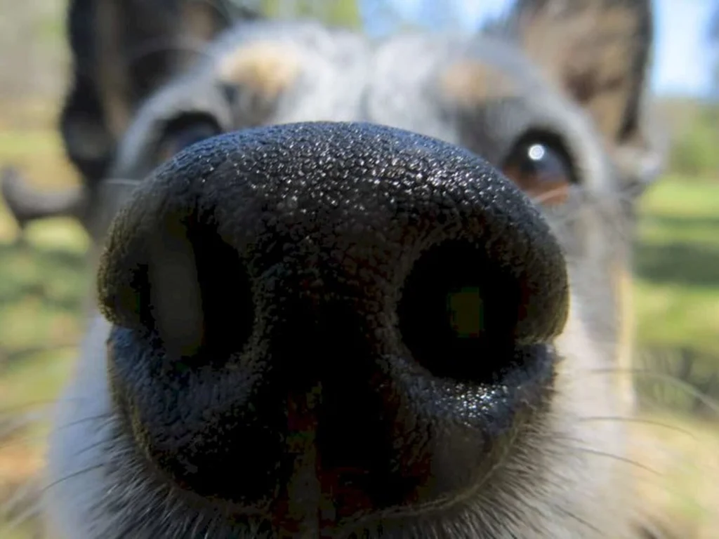 Mudanças bruscas de temperatura podem afetar saúde dos pets