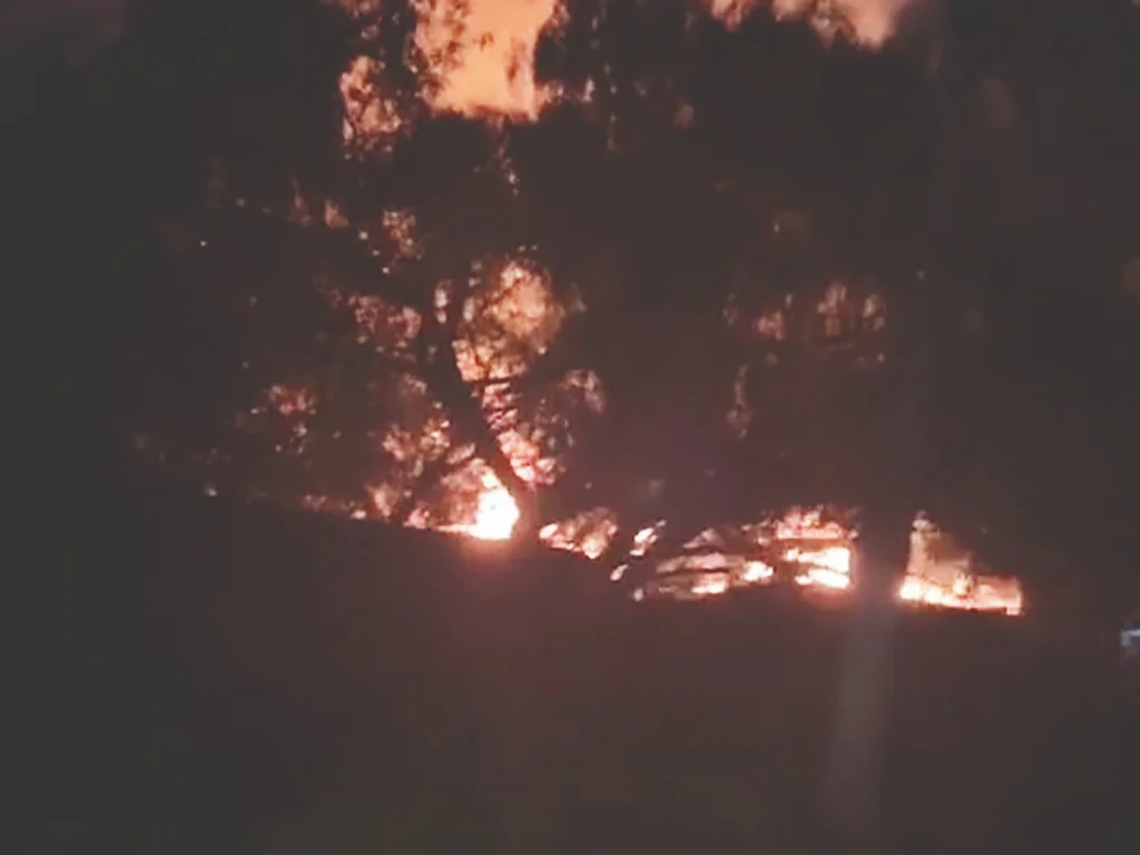 Tutora de oito cães perde tudo e NBPA faz campanha