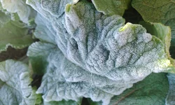 Brigada Militar prende um por tentativa de homicídio e tráfico