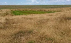 Emater estima redução da soja na região de Bagé