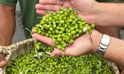 Colheita oficial de azeitonas marca novo momento da olivicultura