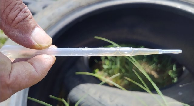 Focos de Aedes aegypti são identificados em 10 bairros