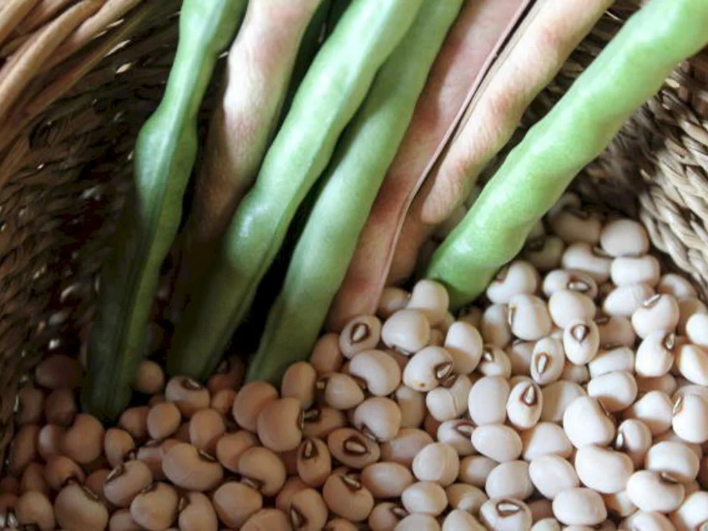 Agricultores familiares podem consultar produtos