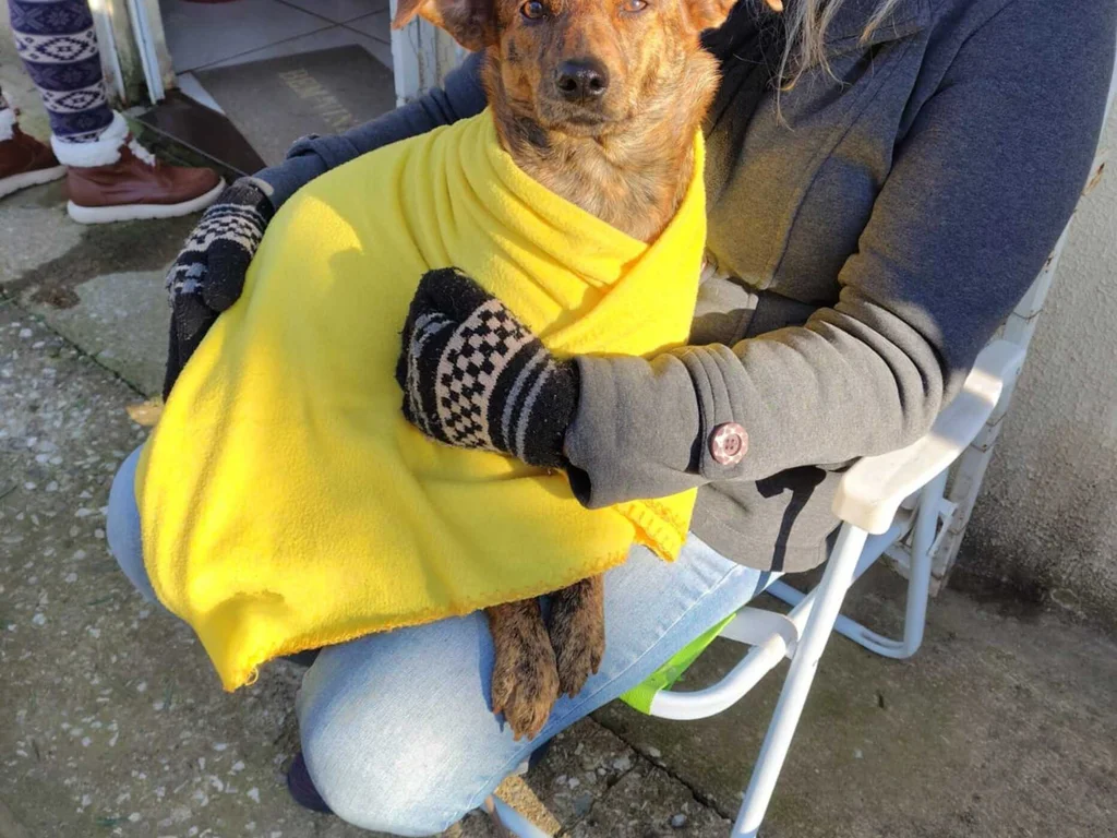 Castramóvel chega a 200 castrações em junho