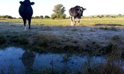 Prêmio valoriza produtores de leite