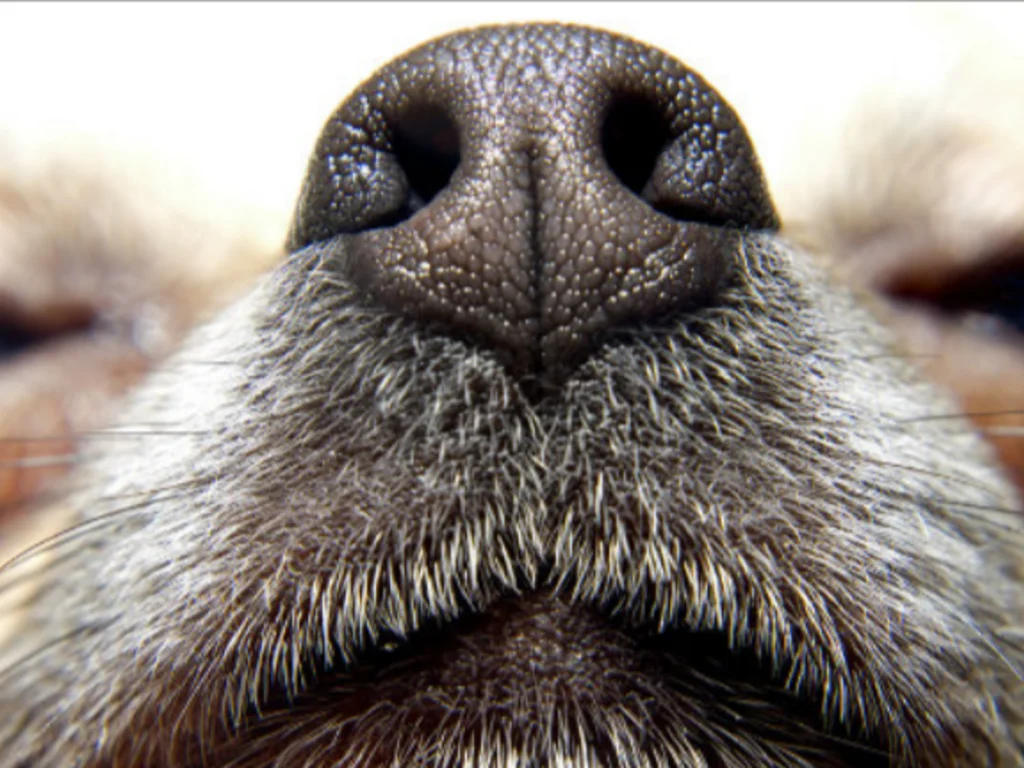 NBPA realiza brechó para realizar atendimentos