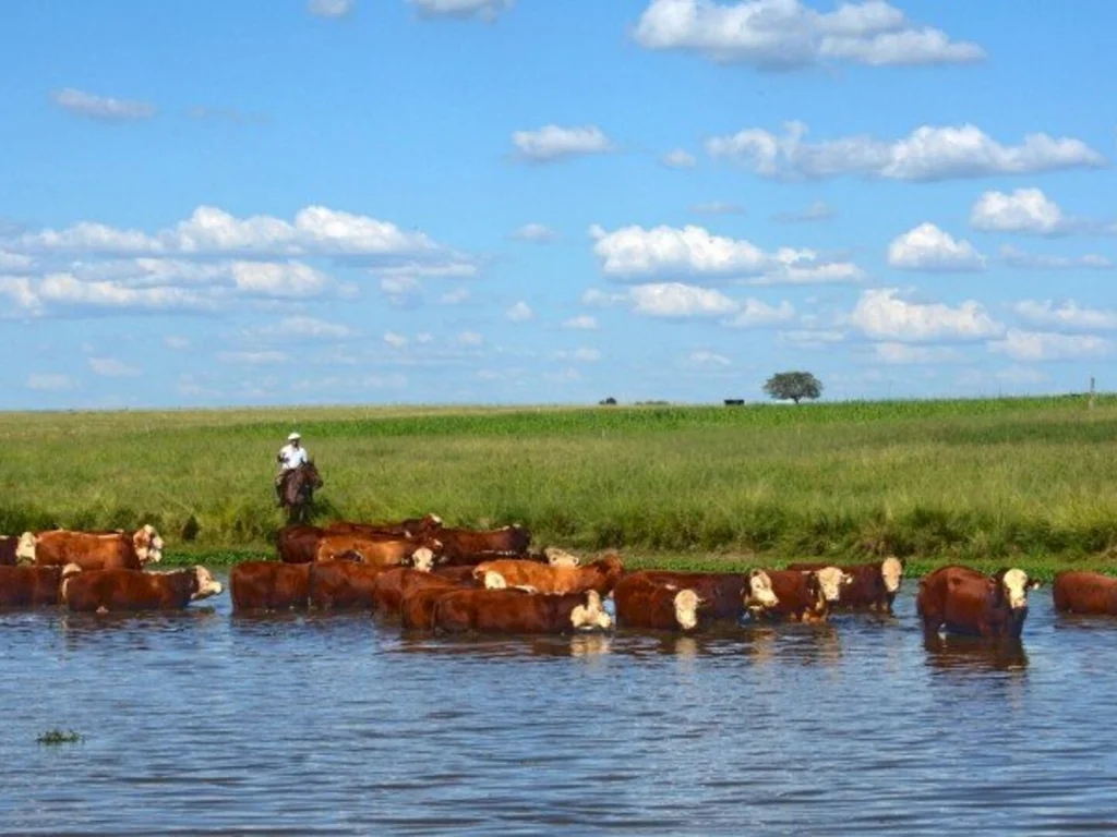 Prazo para declaração anual de animais é alterado