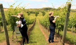 Agricultores familiares podem consultar produtos