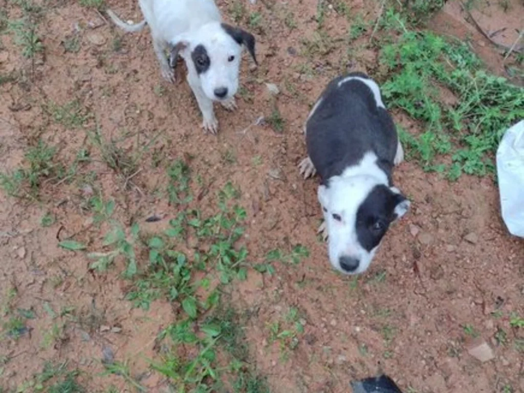 Abandono de filhotes preocupa protetores dos animais