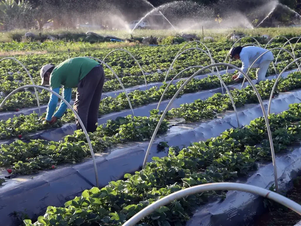 Agricultura Familiar