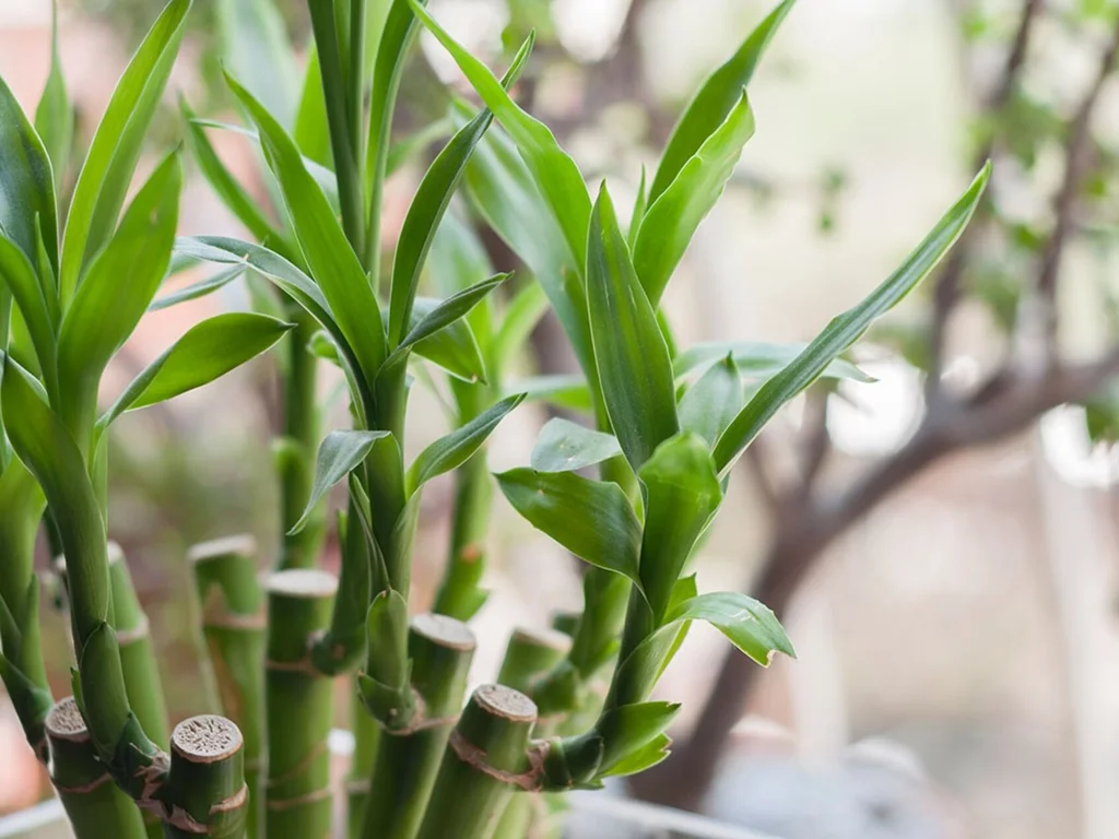 Como cultivar o bambuzinho da sorte
