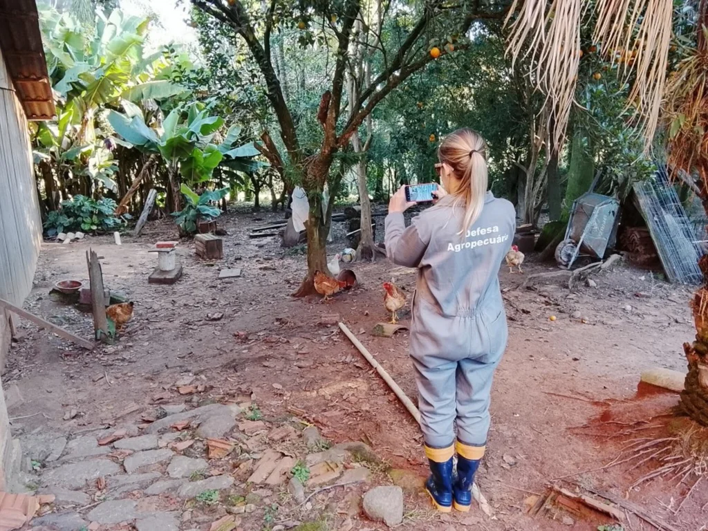 Estado encerra quarentena da gripe aviária após controle de foco