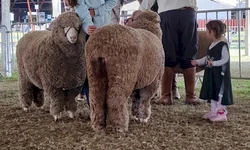 Feovelha começa nesta quinta-feira em Pinheiro Machado