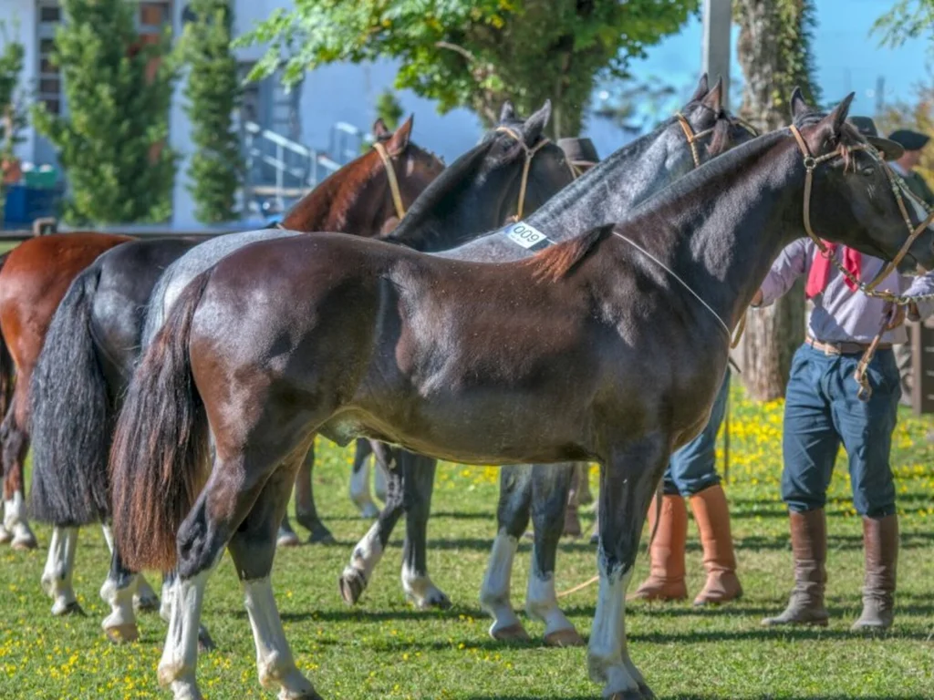 Bagé classifica oito exemplares à Expointer