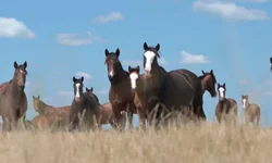 Crioulaço abre o calendário de finais da raça Crioula