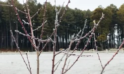 Saúde reforça alerta para risco de reintrodução do sarampo