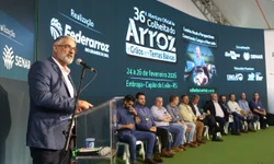 Orizicultura gaúcha cobra crédito, seguro e equidade