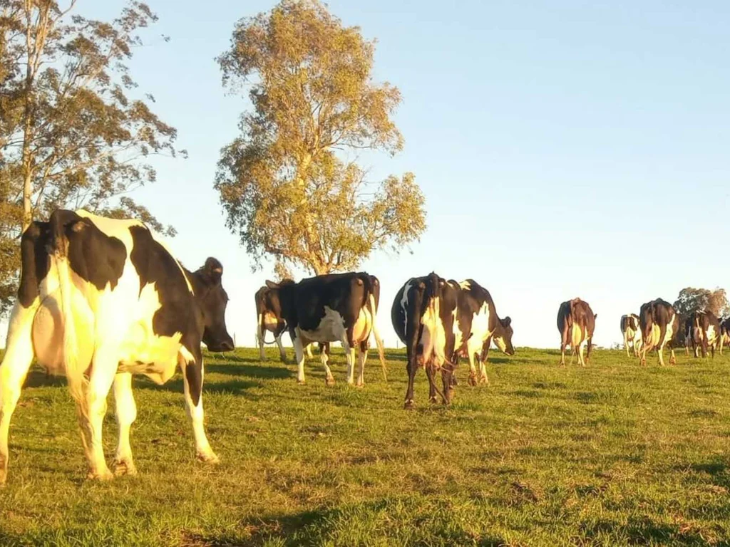 Crise na bacia leiteira pode afugentar produtores do ramo
