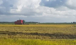 Cooperativa de assentados é referência em sementes orgânicas