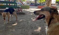 Quebra na lavoura do milho chega a 60% na região