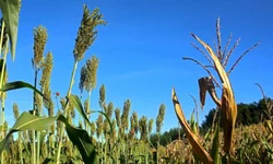 Governo gaúcho irá aportar recursos para agricultores