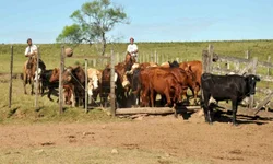 Abertas inscrições para fórum sobre Febre Aftosa