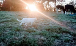 Bagé tem a segunda menor incidência de casos de dengue