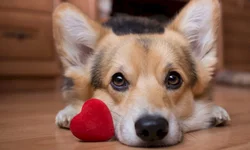 Consumidor pode pagar até R$ 3 de diferença no gás