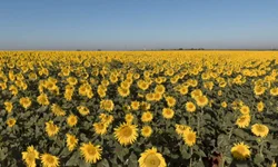 AnimaVerse edição Halloween acontece no dia 28