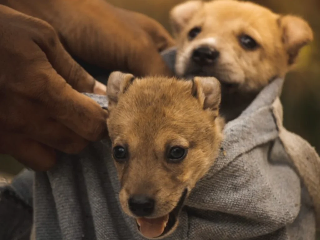 Benção aos animais acontece neste domingo