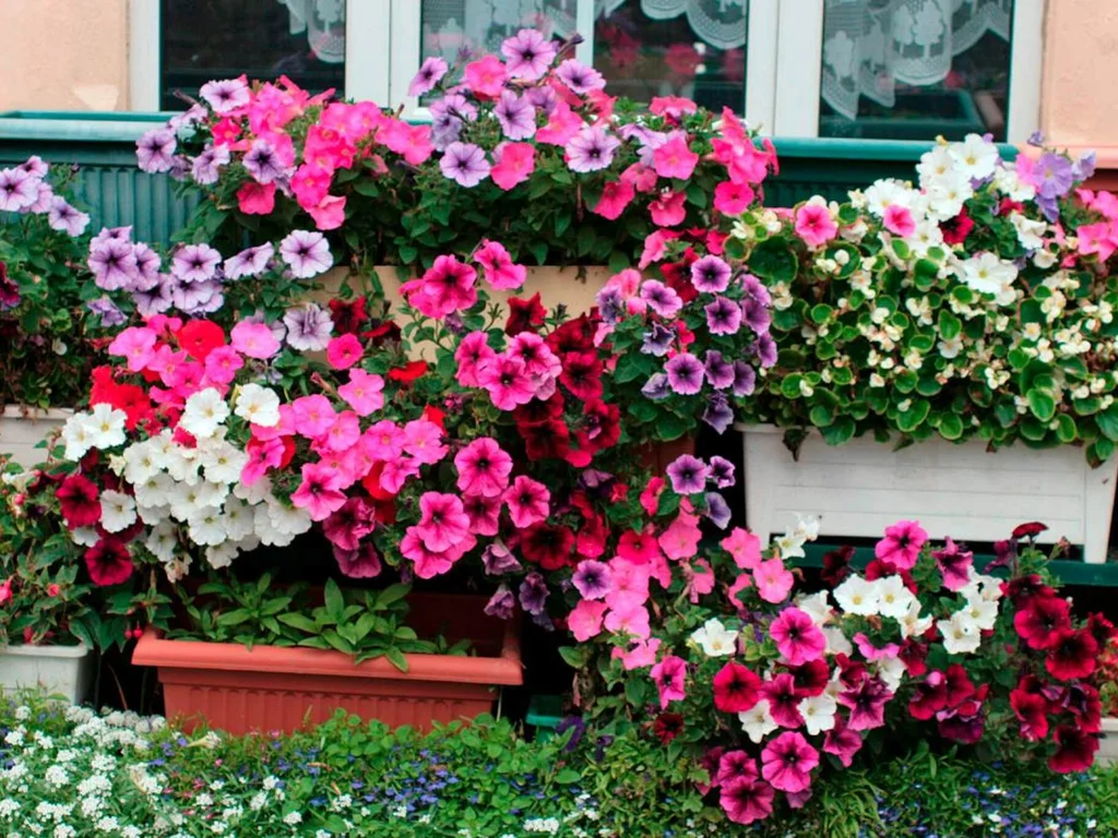 Conheça e cultive variados tipos de Petúnia