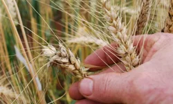 Cooperativa de assentados é referência em sementes orgânicas