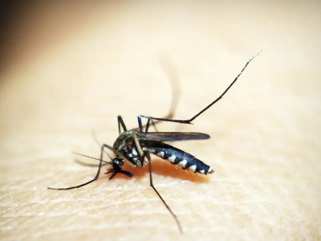 Dengue