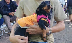 Deam prende acusado de descumprimento de medida protetiva