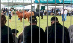 Média geral da feira contabiliza aumento superior a 6%