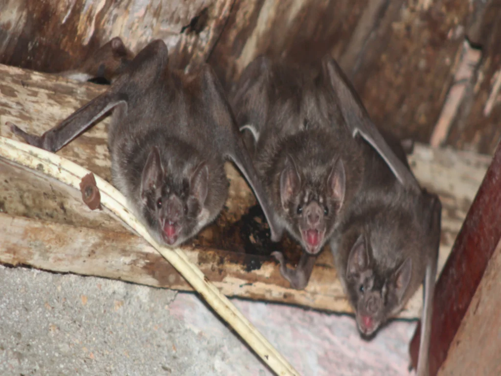 Secretaria de Agricultura faz alerta aos produtores