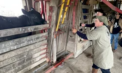 Cabanhas de Bagé arrebatam prêmios na Expointer