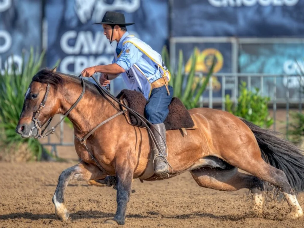 Gaúcha Sul classifica animais da Campanha