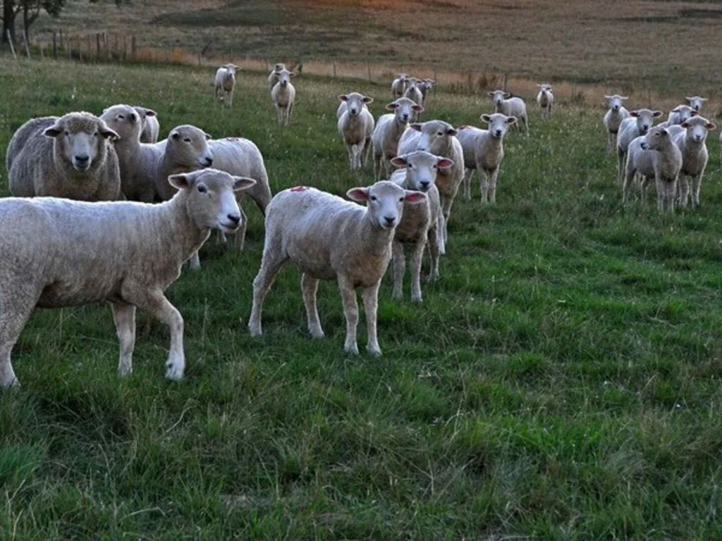 Tecnologias para ovinocultura são destaques na 41ª Feovelha