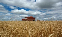 Custos para produção de soja e milho apresentam alta