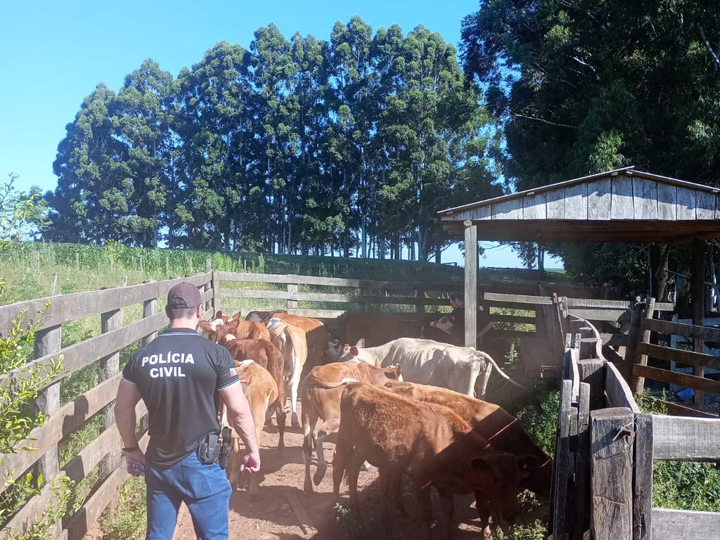 Sanga Funda investiga esquema de furto e venda ilegal de gado