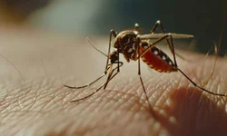 Bagé intensifica combate ao Aedes com mutirões aos sábados